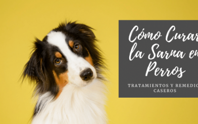 Cómo Curar la Sarna en Perros: Tratamientos y Remedios Caseros