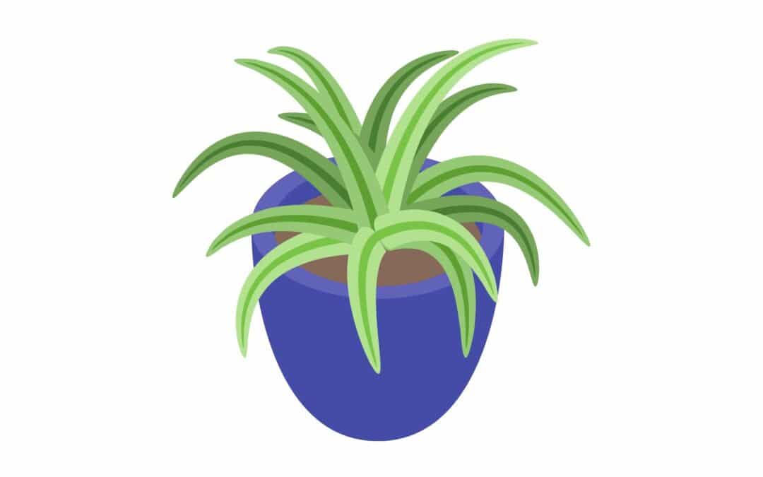 Como Tomar Aloe Vera